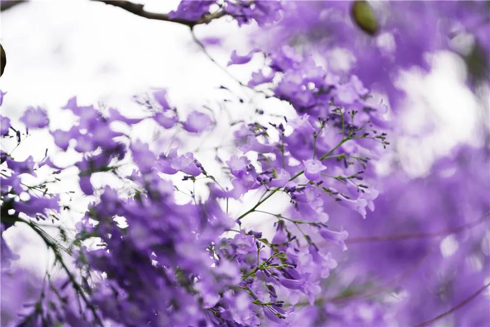 人間四月天 花谷里的藍(lán)花楹開(kāi)了